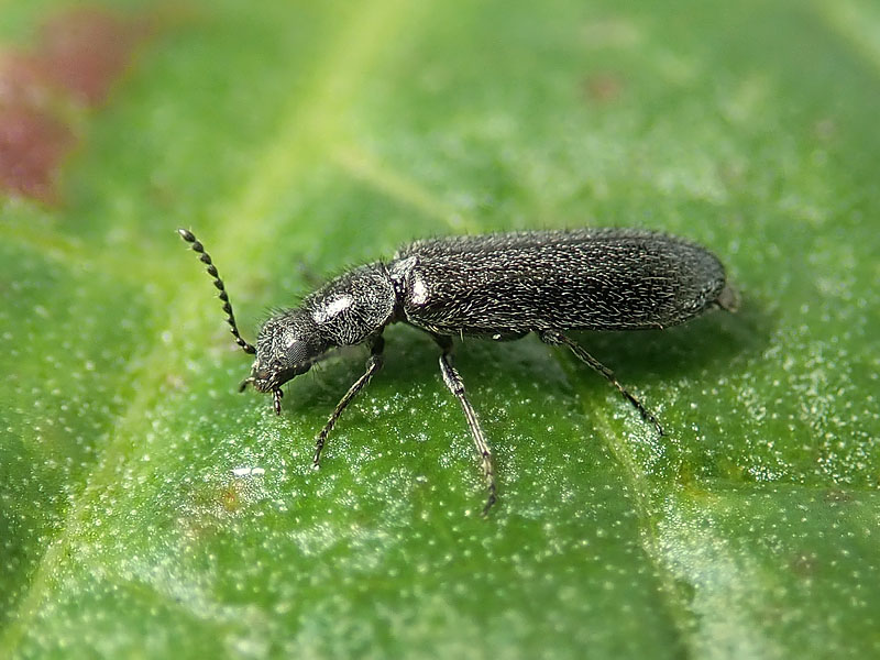 Dasytidae: Dasytes sp., femmina